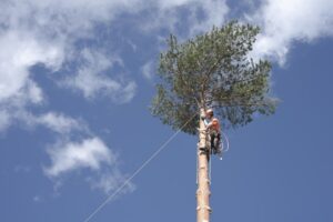 Élagage d'arbres à Tarascon-sur-Ariège : sécurité, esthétique et services professionnels locaux