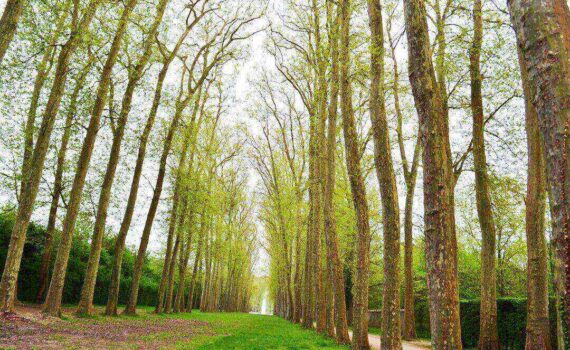 Élagage professionnel à Tarascon-sur-Ariège : sécurité et esthétique pour vos arbres