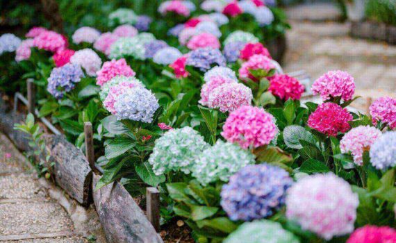 Création de massif floral à La Tour-du-Crieu : Apportez de la couleur à votre jardin avec un aménagement paysager adapté